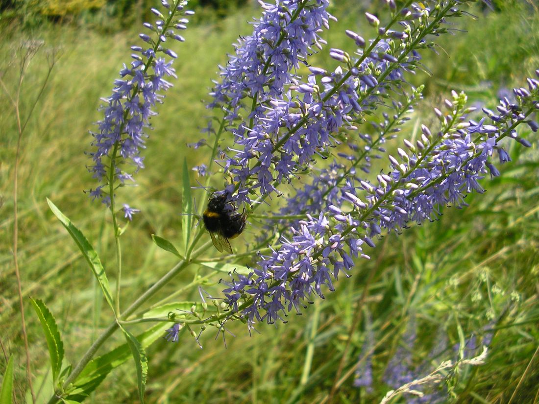 Image of Veronica spuria specimen.