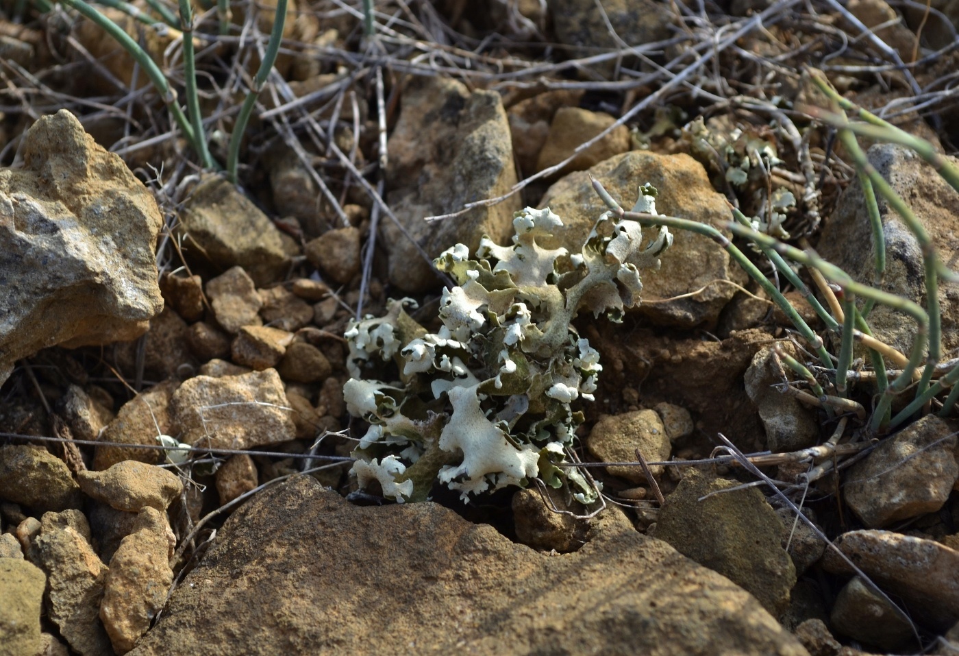 Изображение особи Cladonia convoluta.