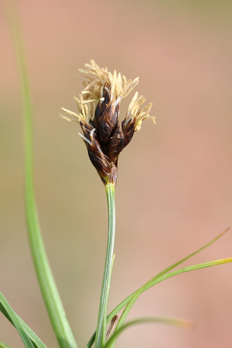 Изображение особи Carex pachystylis.