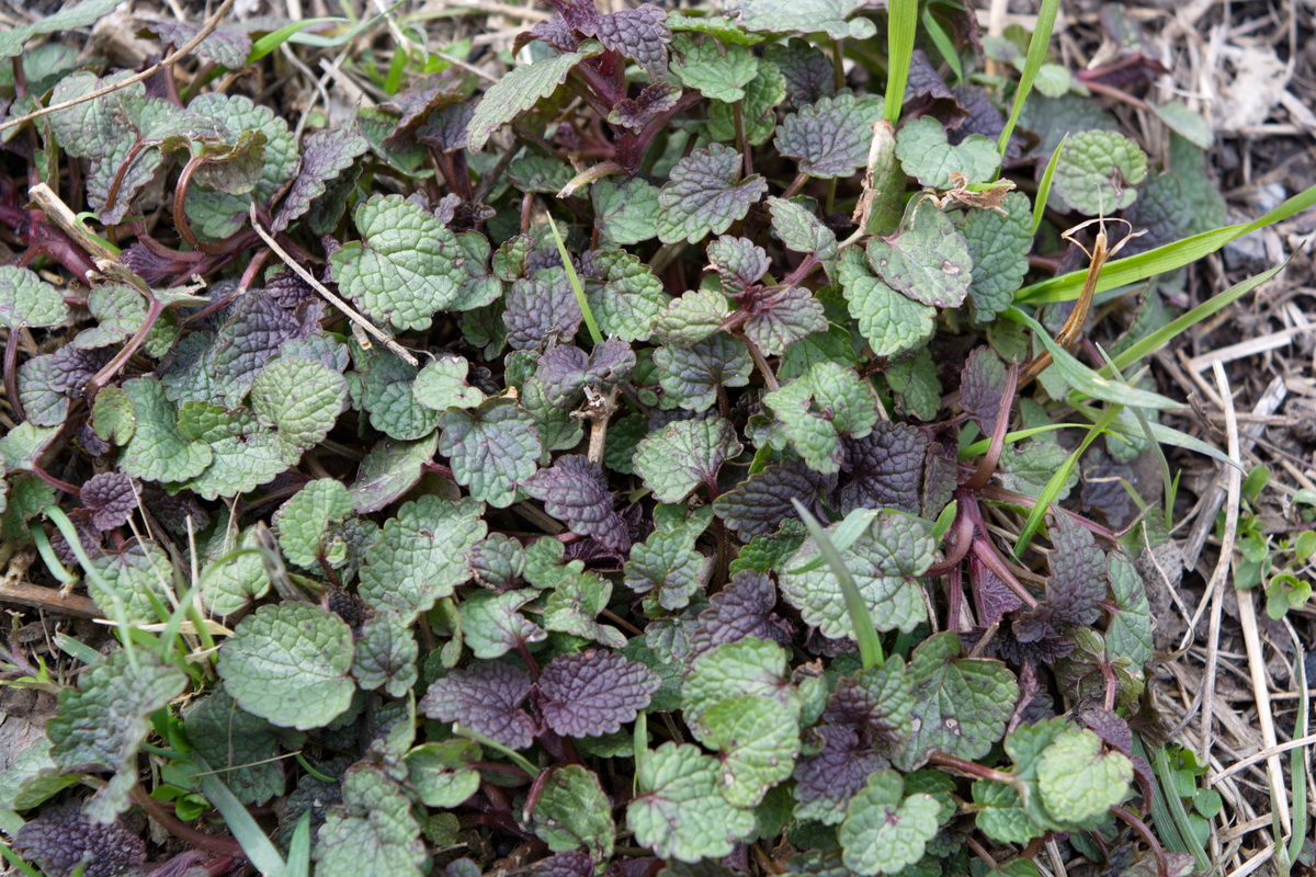 Image of genus Lamium specimen.