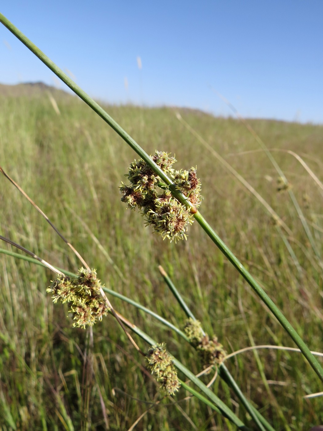 Изображение особи Scirpoides holoschoenus.