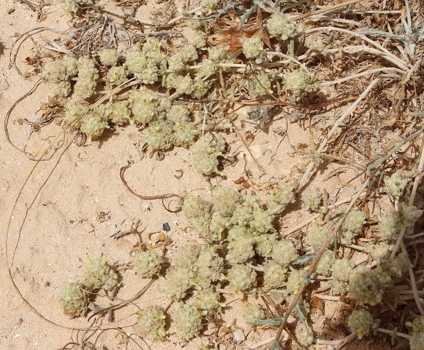 Изображение особи Teucrium capitatum.