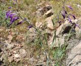 Gladiolus atroviolaceus