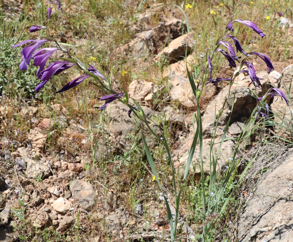 Image of Gladiolus atroviolaceus specimen.