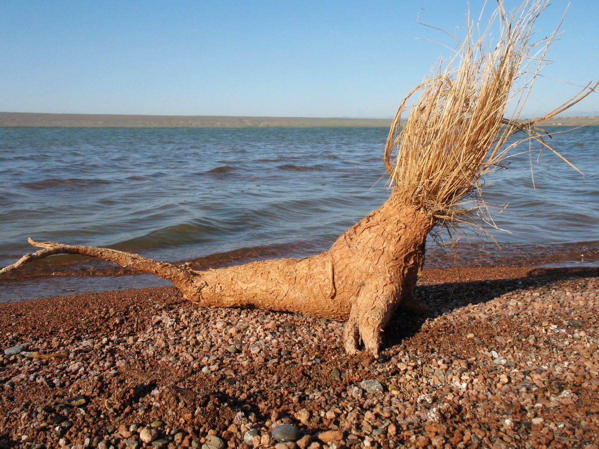 Image of Ferula varia specimen.