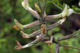 Astragalus neolipskyanus