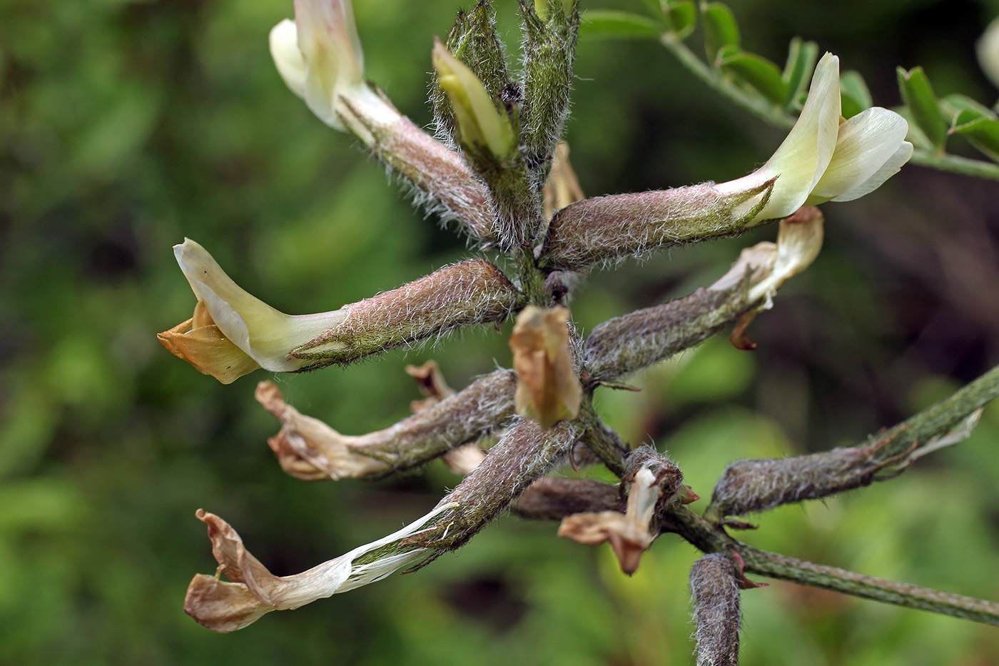 Изображение особи Astragalus neolipskyanus.