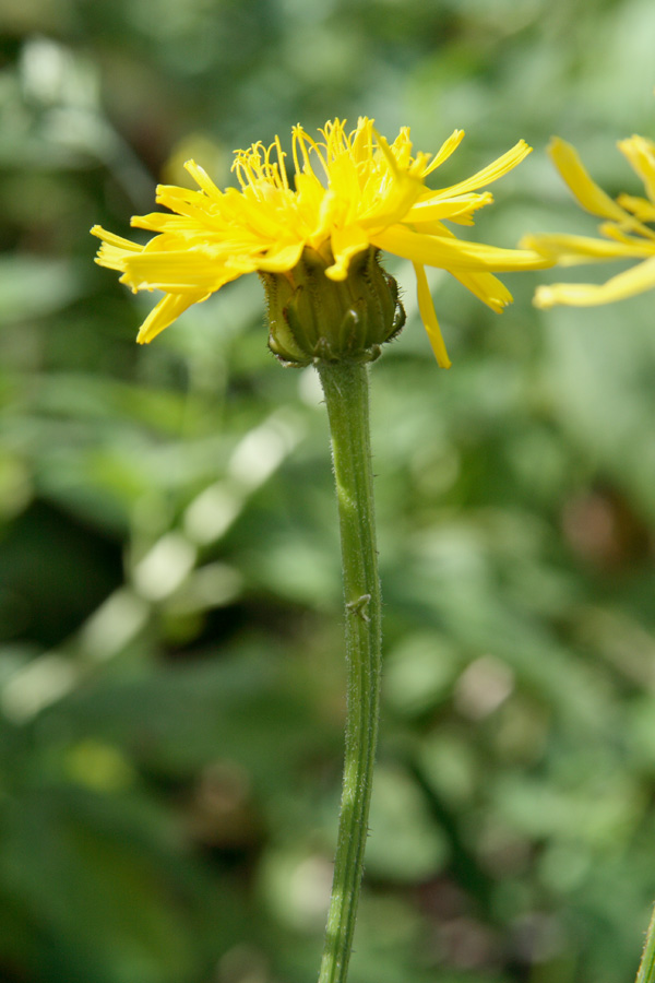 Image of Crepis sibirica specimen.