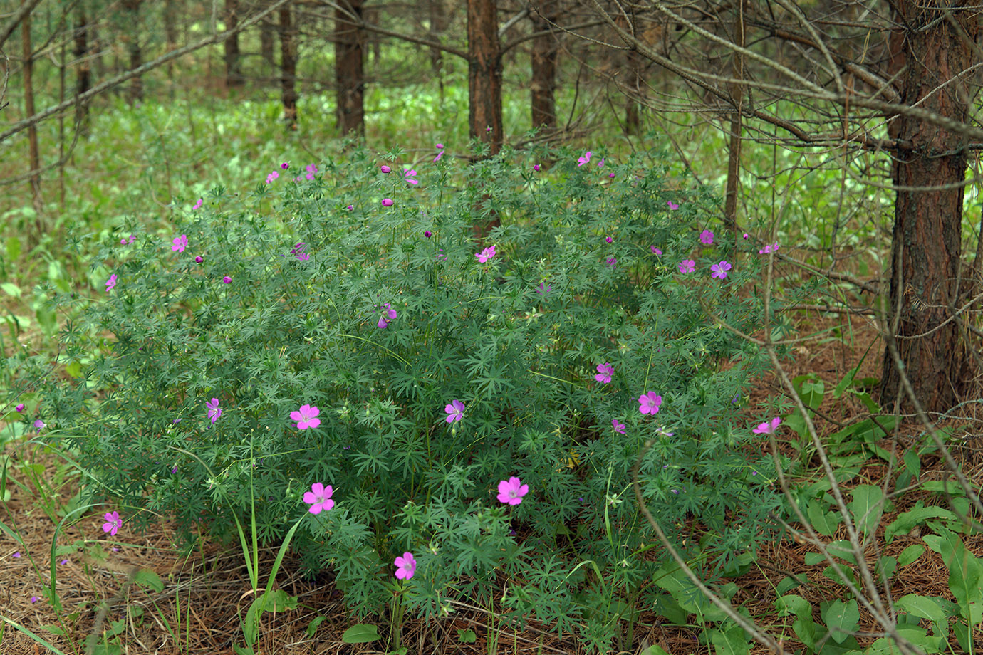 Изображение особи Geranium sanguineum.