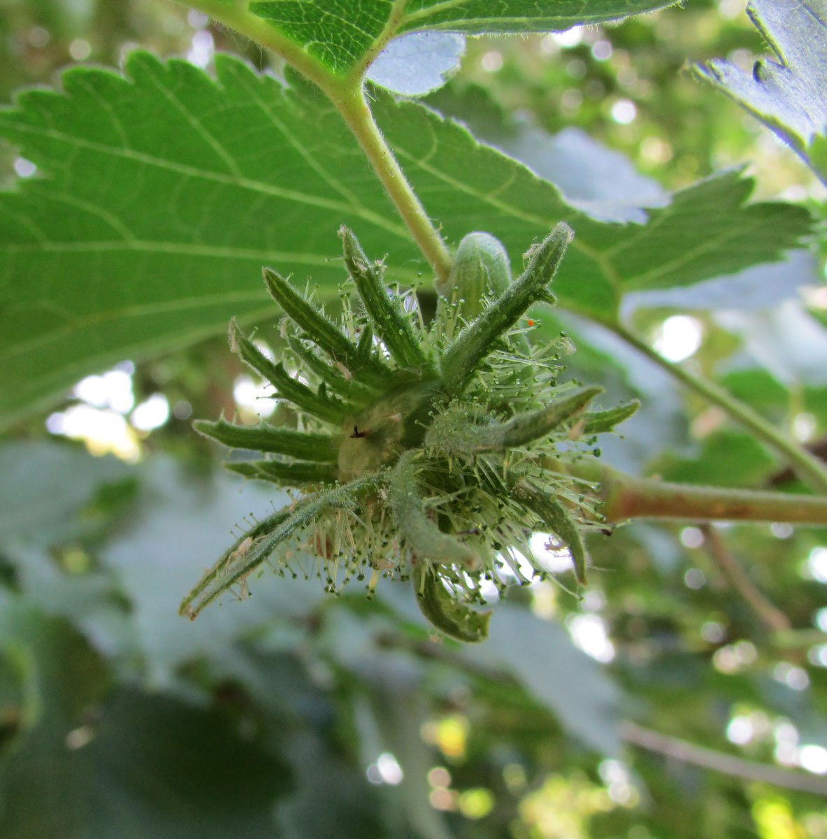 Image of Corylus colurna specimen.