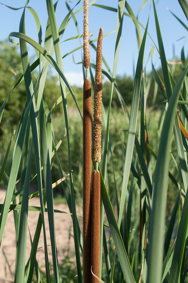 Изображение особи Typha angustifolia.