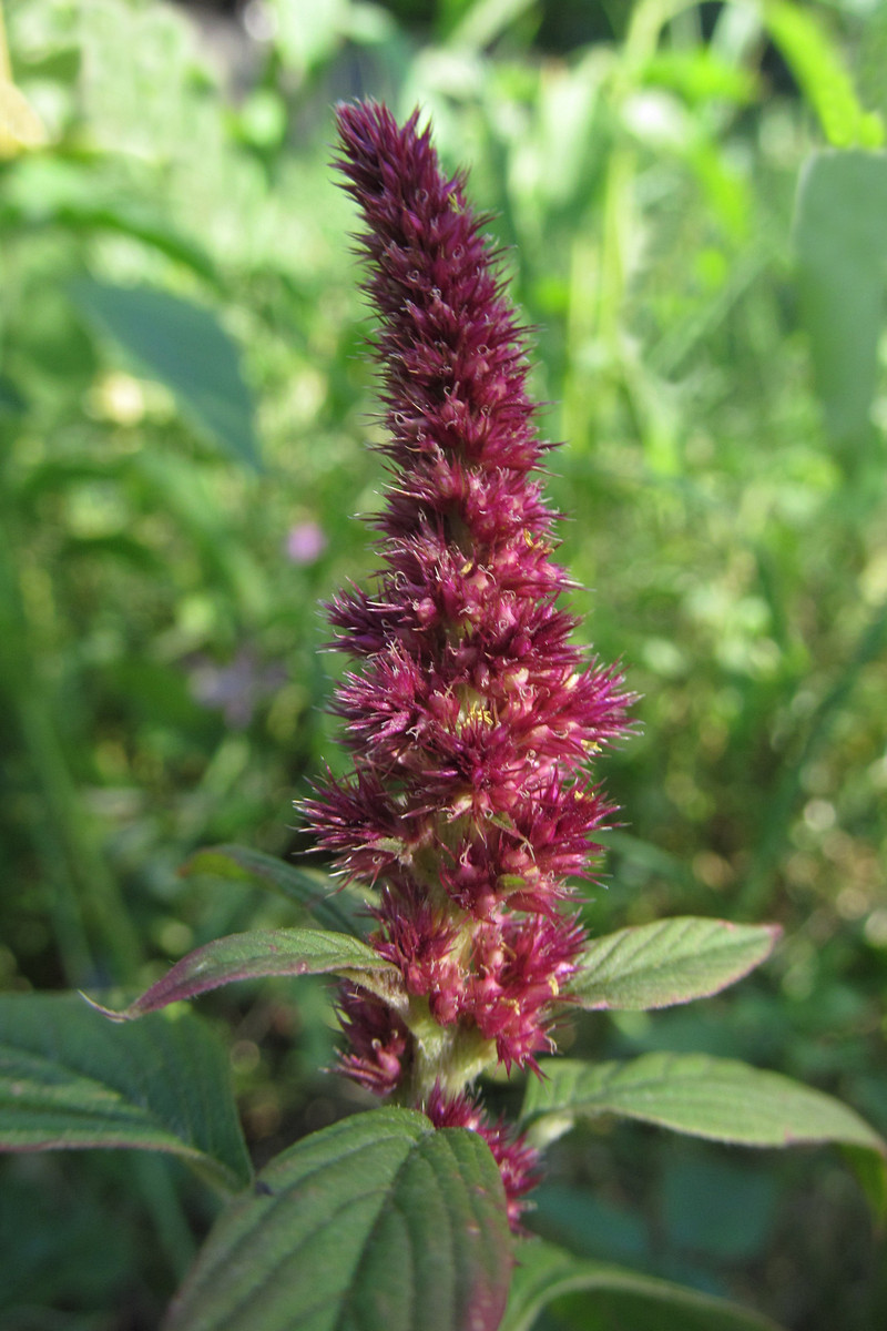 Изображение особи Amaranthus hypochondriacus.