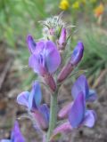 Oxytropis campanulata. Верхушка соцветия. Окр. Барнаула, Барнаульский ленточный бор, опушка соснового леса. 21.08.2009.