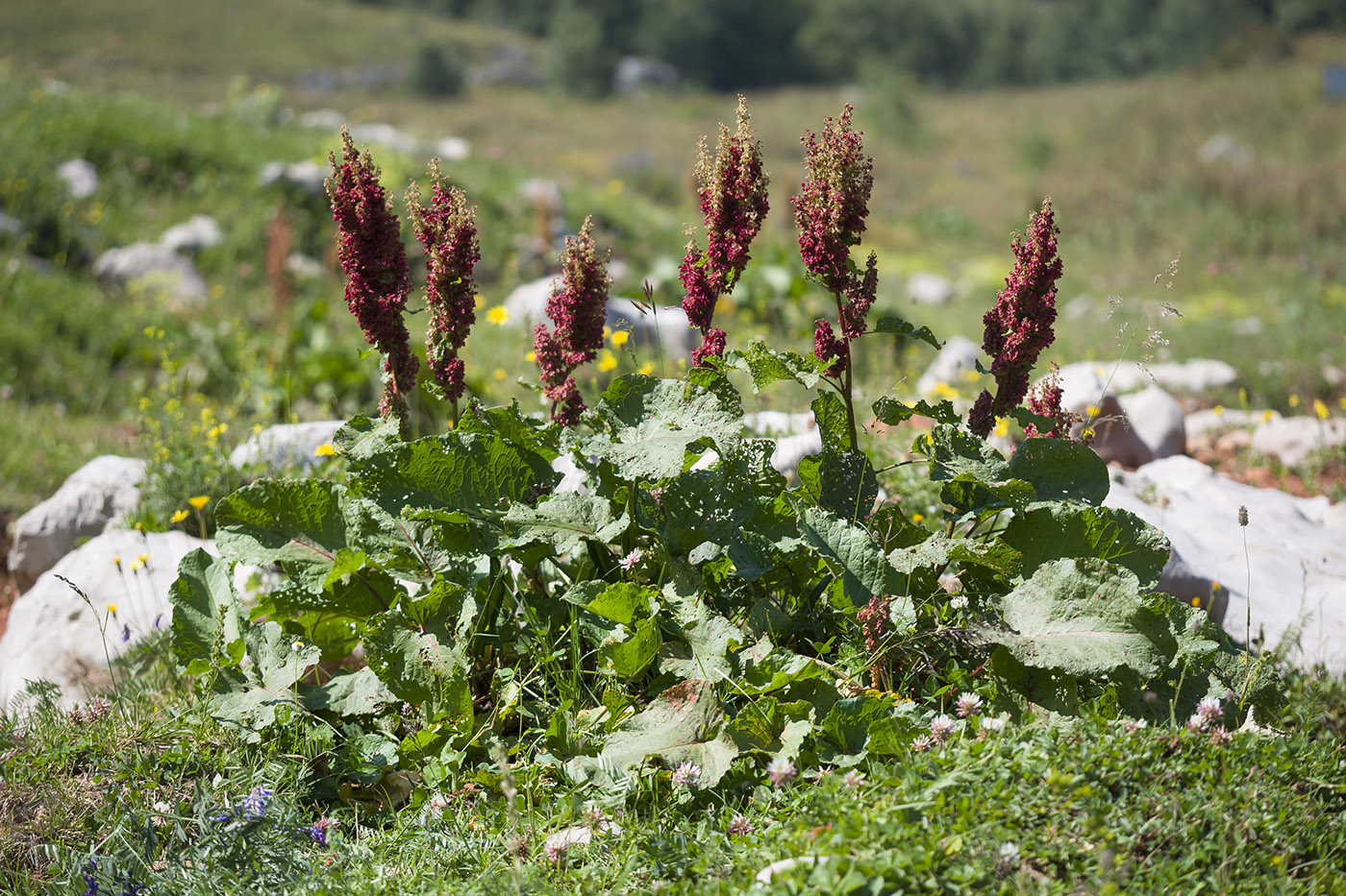 Изображение особи Rumex alpinus.