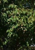 Acer ginnala