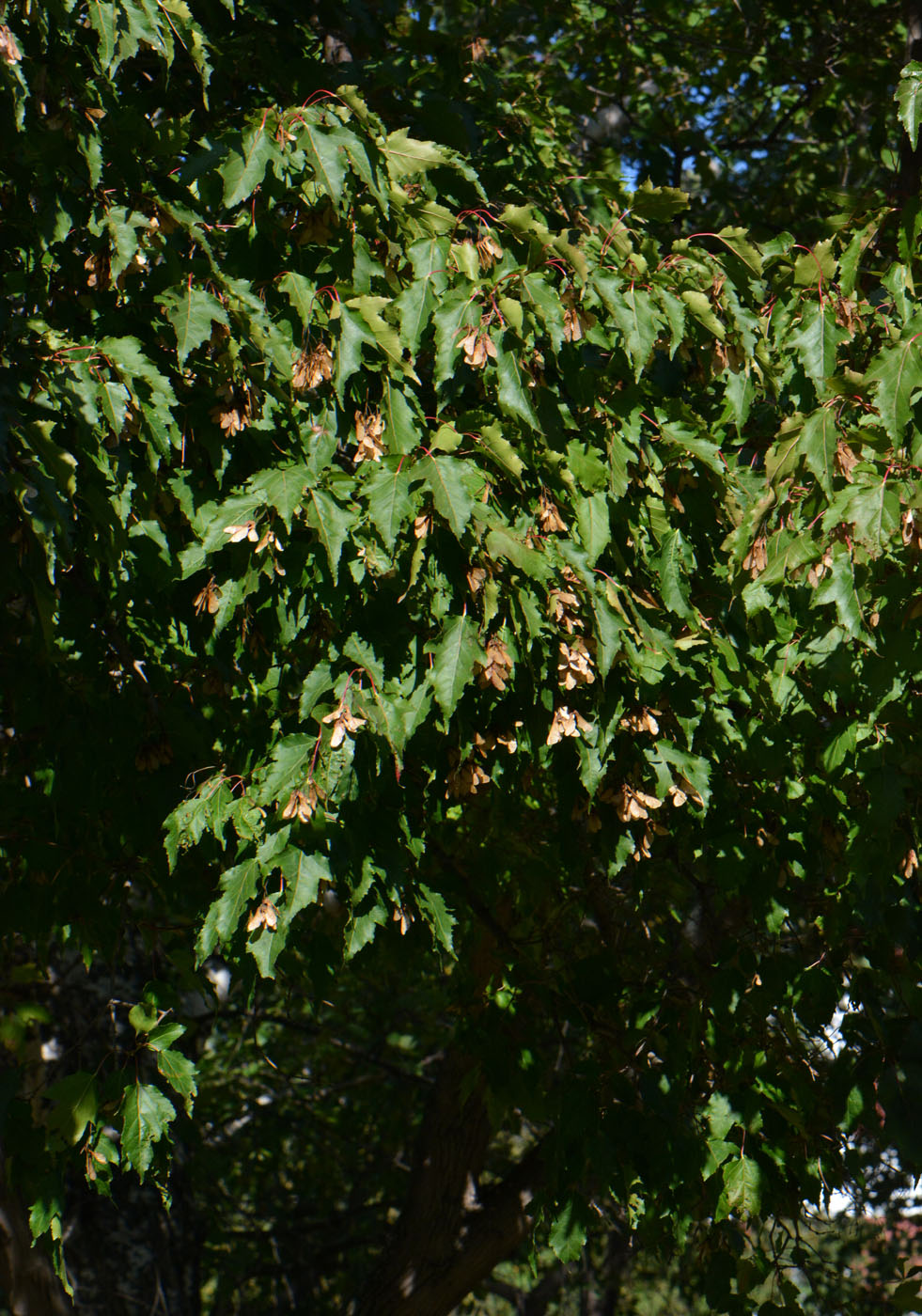 Image of Acer ginnala specimen.