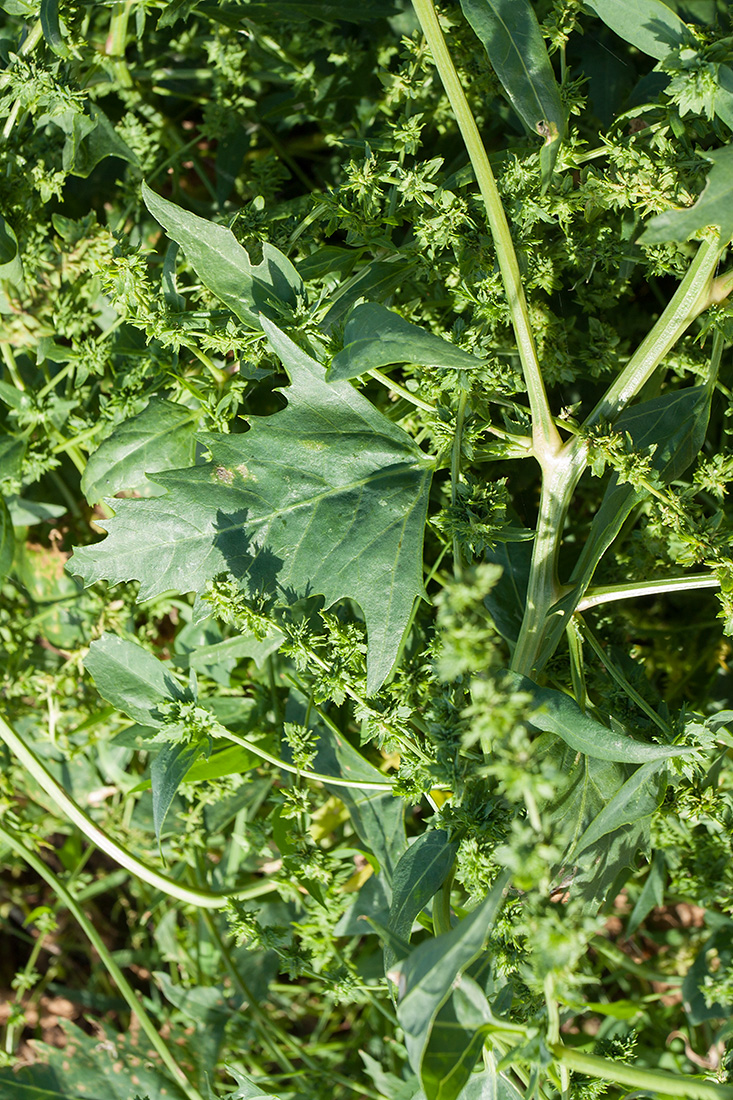 Image of Atriplex calotheca specimen.