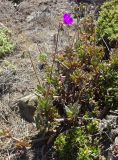 Cistanthe grandiflora