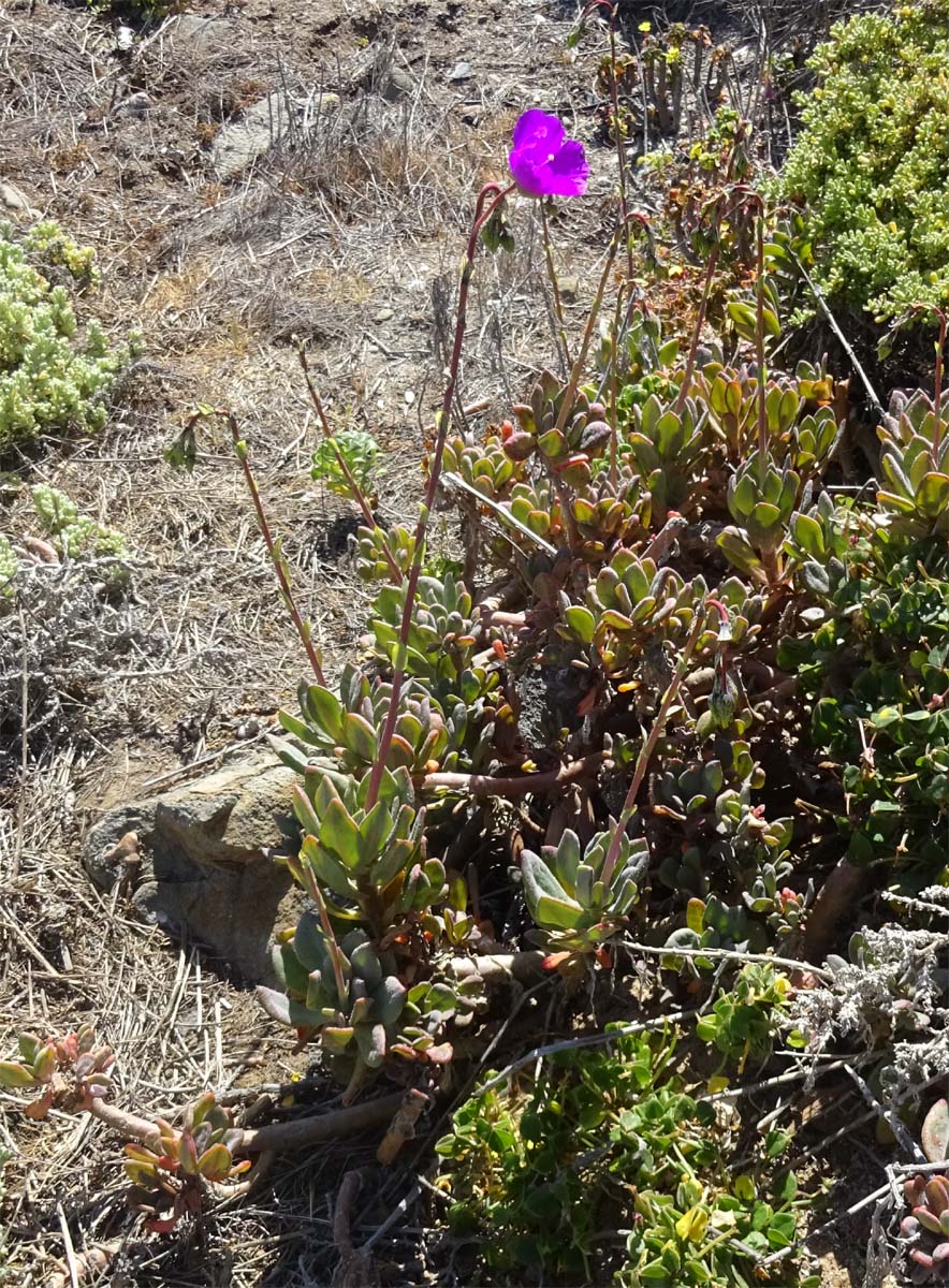 Image of Cistanthe grandiflora specimen.