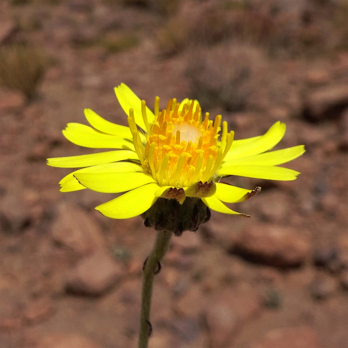 Image of Trichocline caulescens specimen.