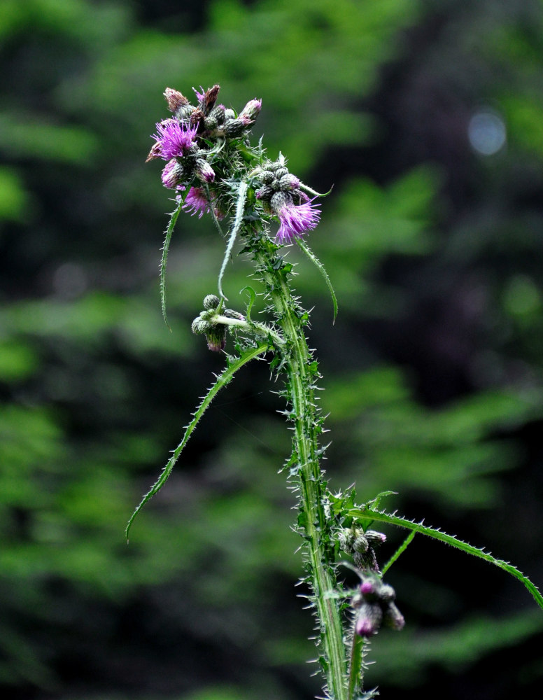 Изображение особи Cirsium palustre.