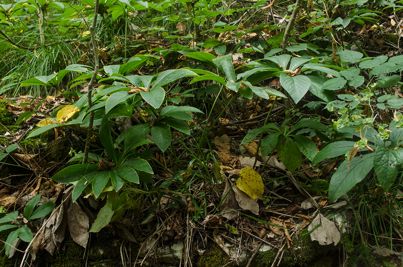 Изображение особи Helleborus caucasicus.