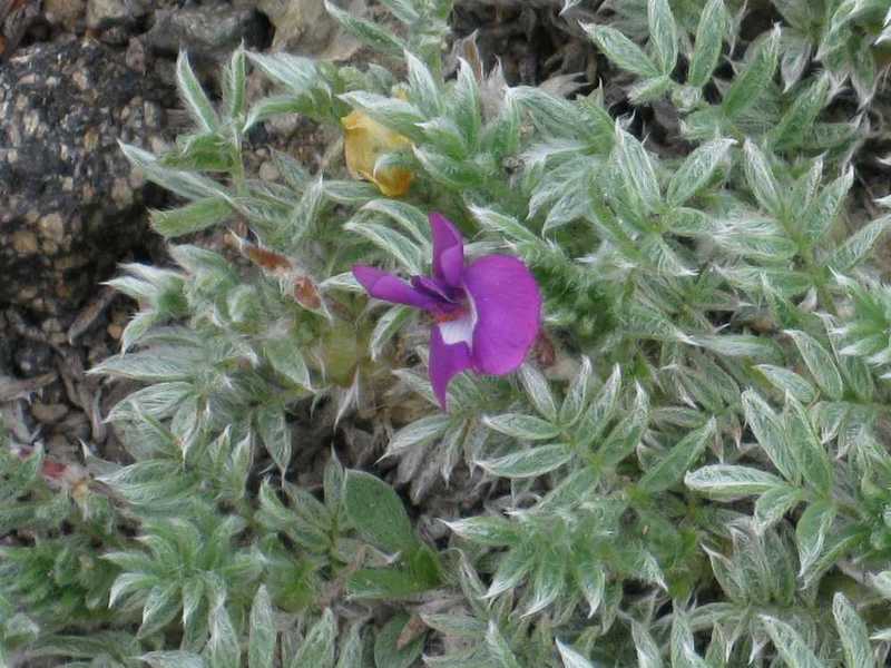 Image of Oxytropis pumilio specimen.