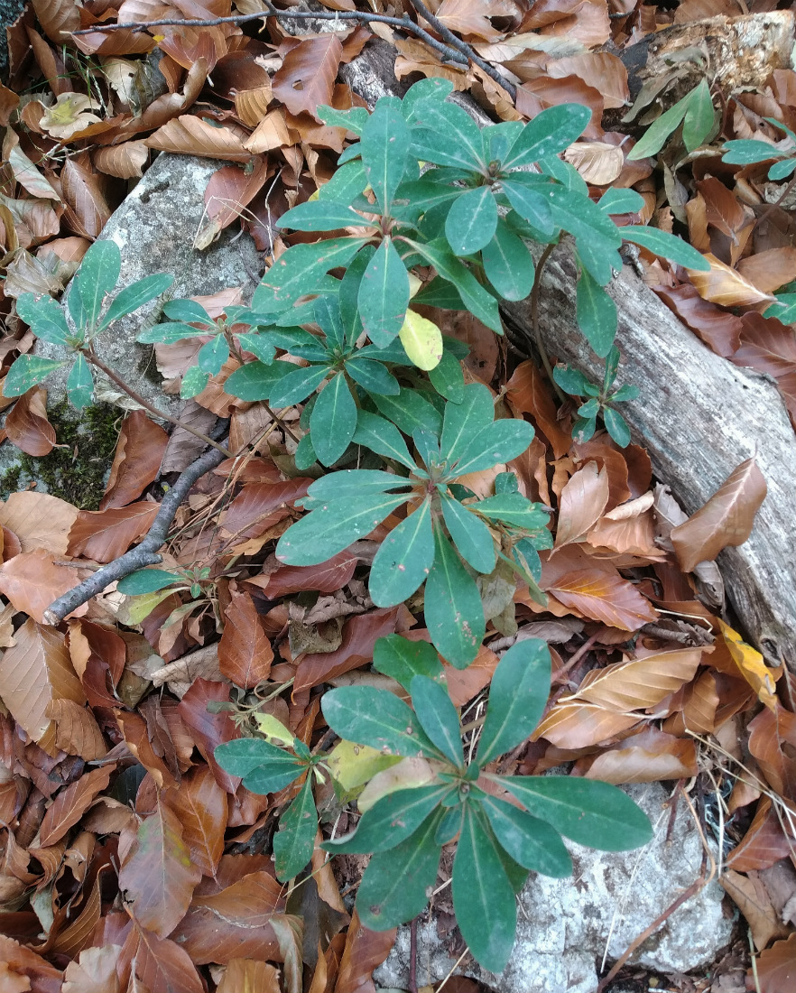 Изображение особи Euphorbia amygdaloides.