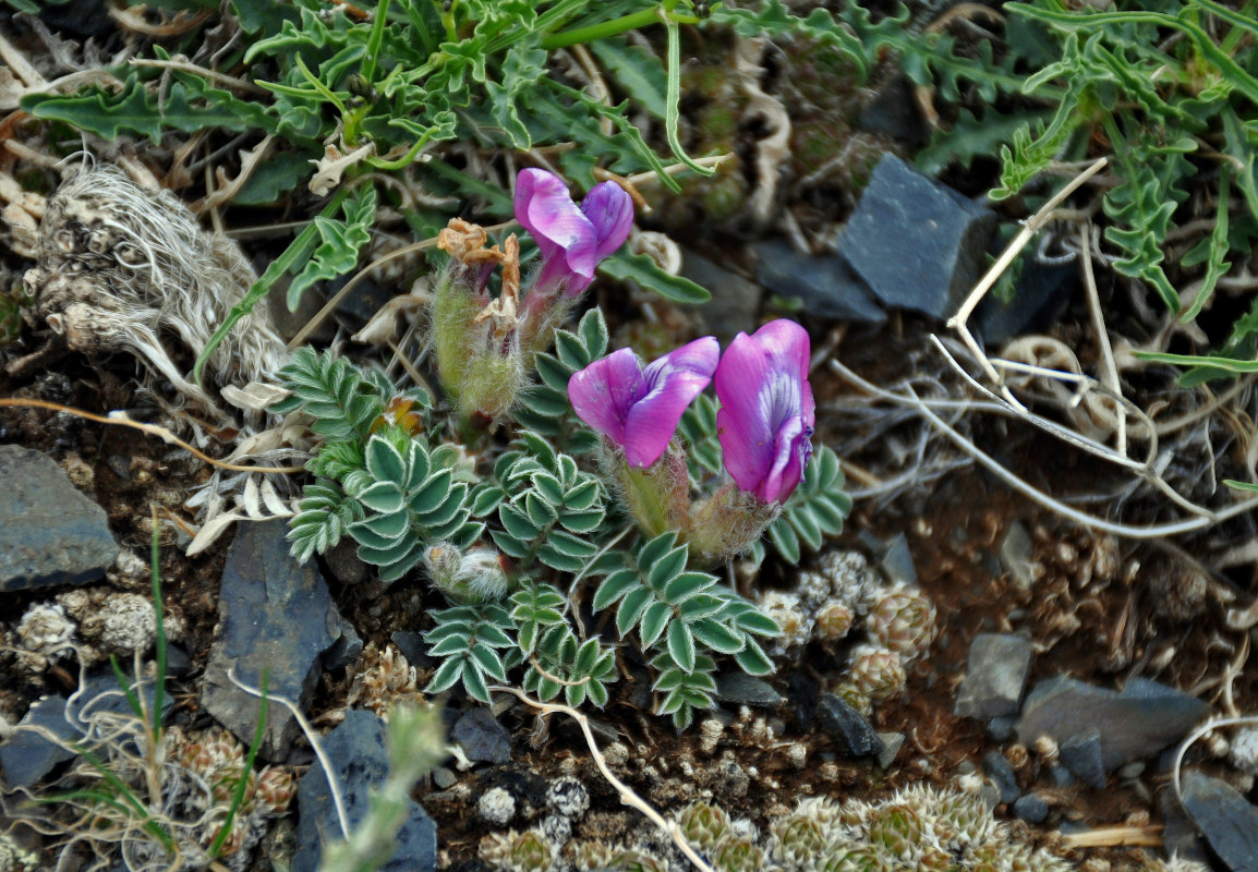 Изображение особи Oxytropis intermedia.