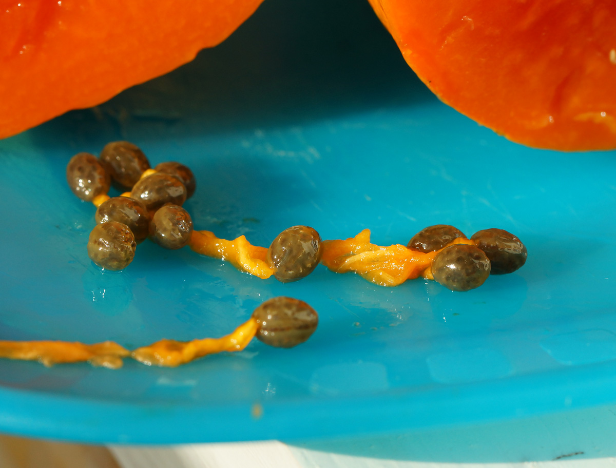 Image of Carica papaya specimen.