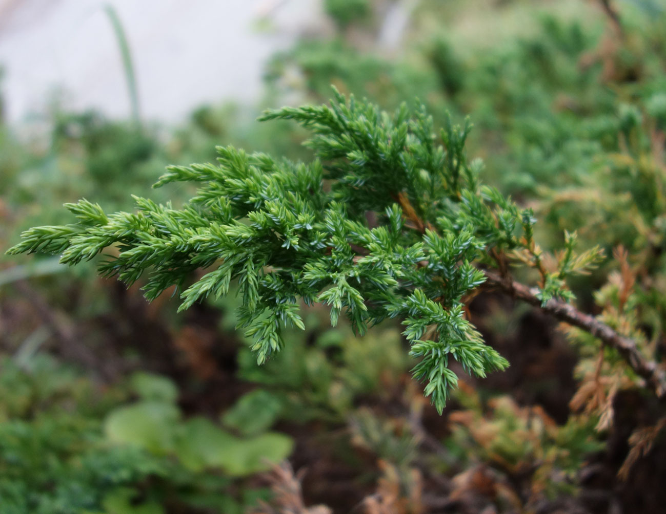 Изображение особи Juniperus sibirica.