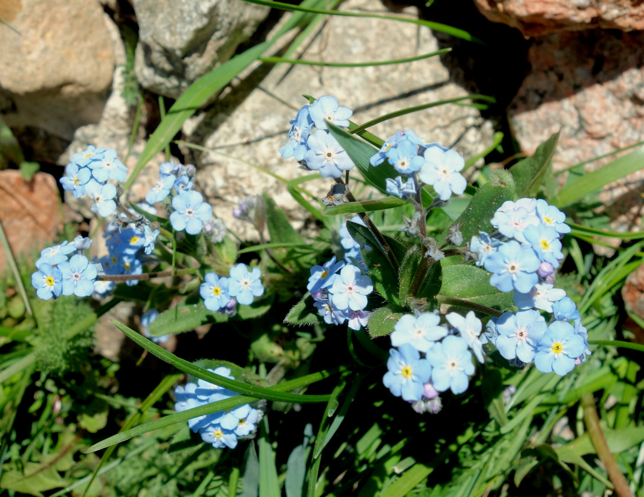 Изображение особи род Myosotis.