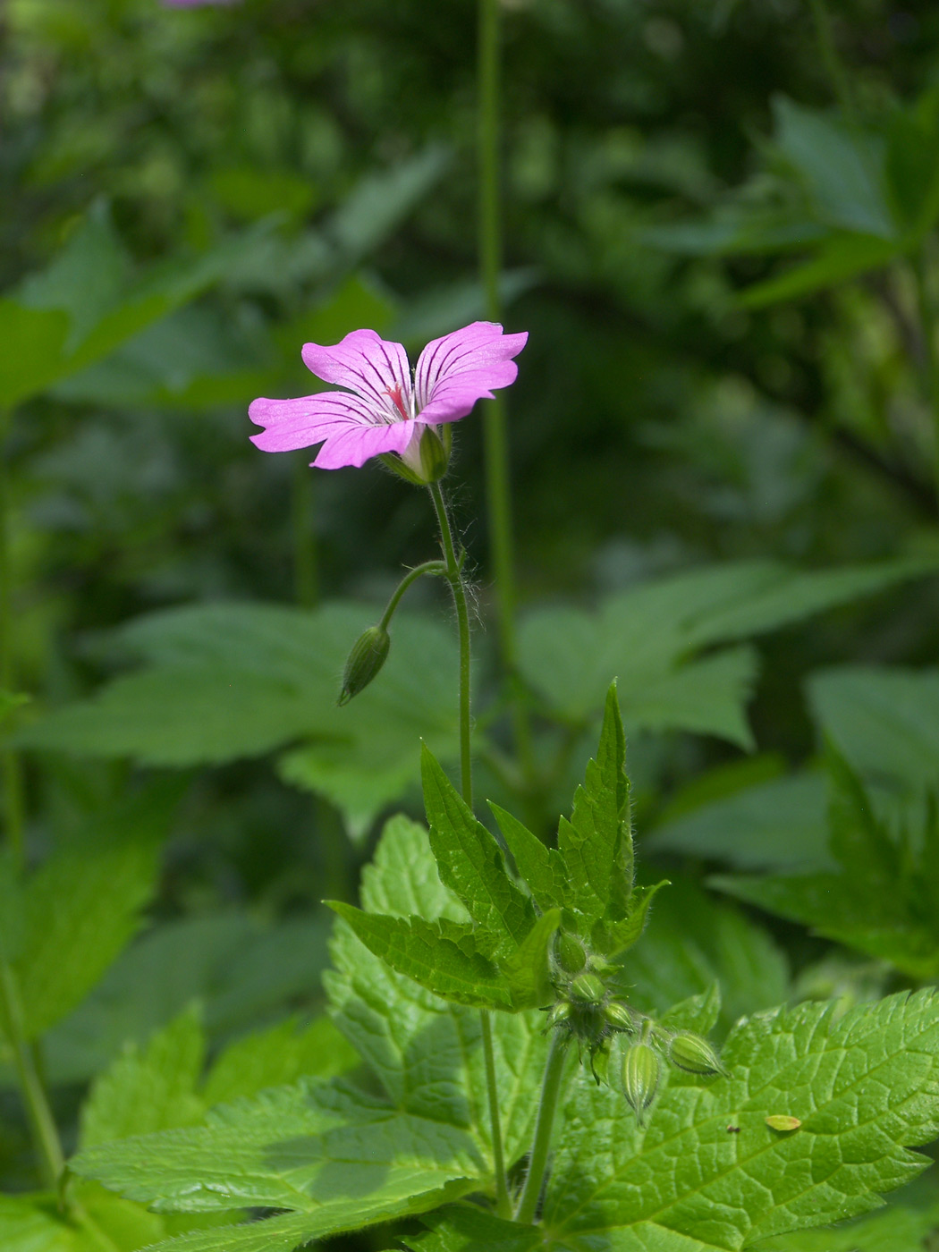 Image of Geranium gracile specimen.