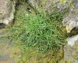Equisetum arvense. Вегетирующее растение. Большая Курильская гряда, северное побережье о. Экарма, термоминеральный источник. 15.08.2019.