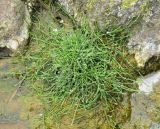 Equisetum arvense