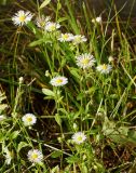 Erigeron annuus