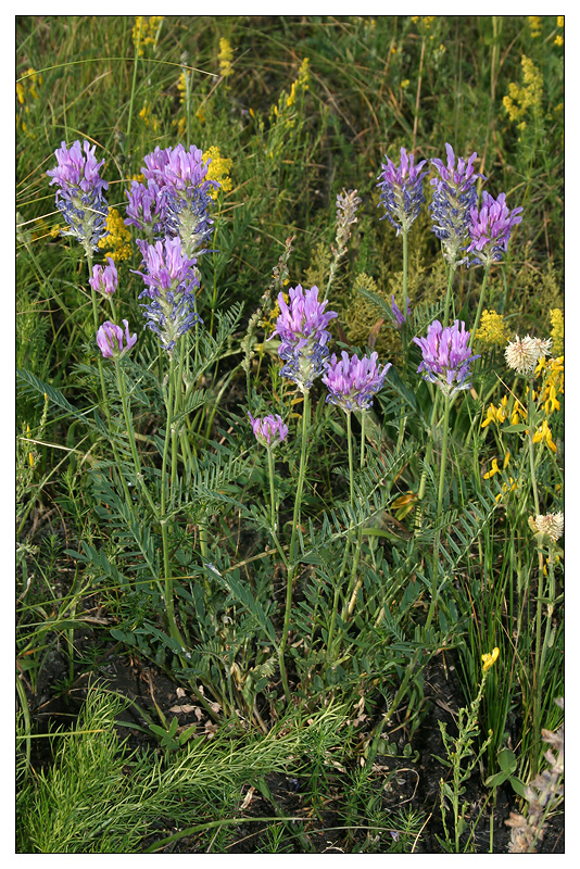 Изображение особи Astragalus onobrychis.