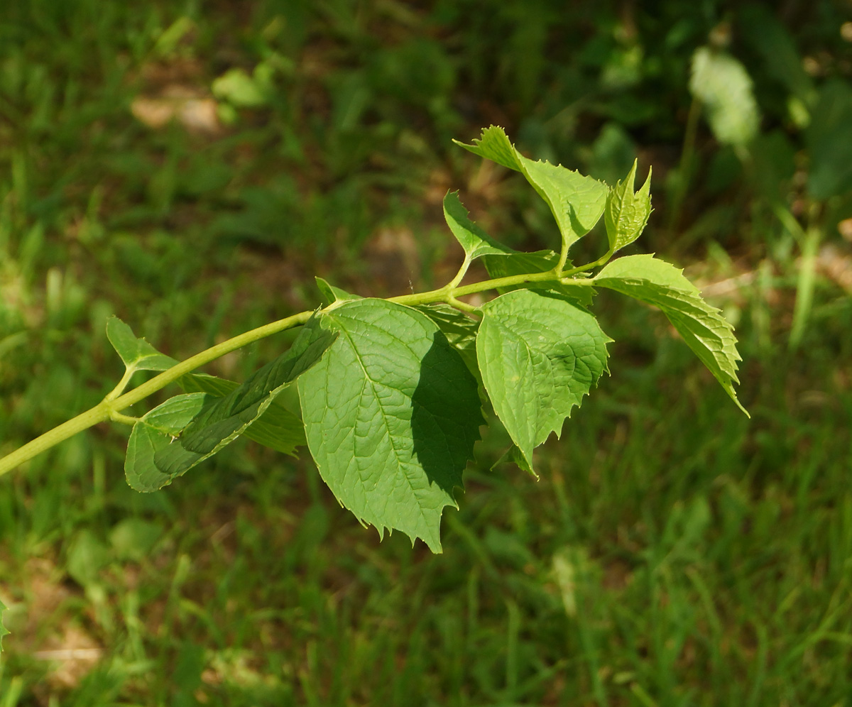 Изображение особи род Philadelphus.