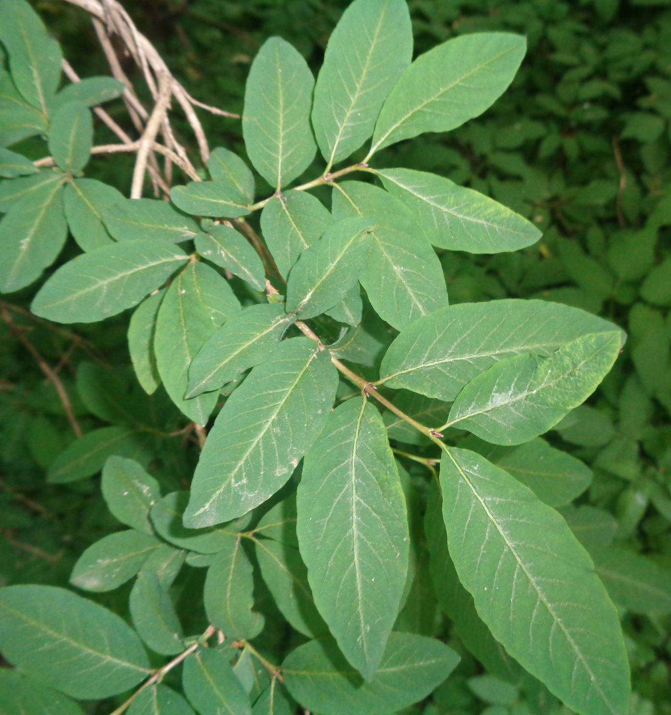 Image of genus Lonicera specimen.