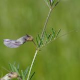Image of taxon representative. Author is Роланд Цандекидис