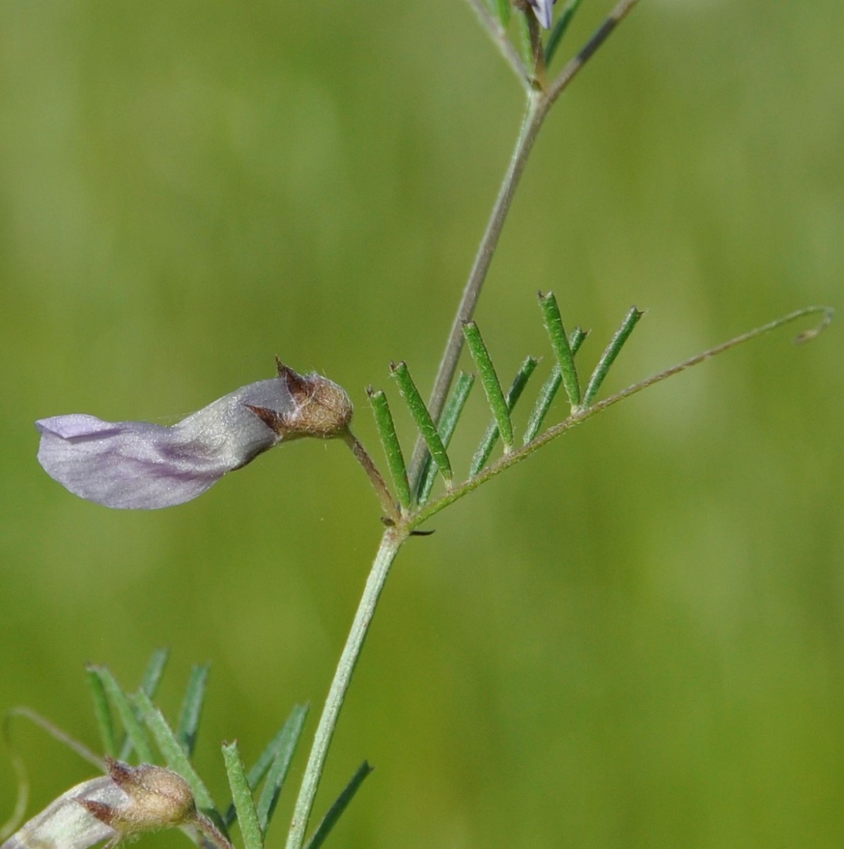 Image of Vicia peregrina specimen.