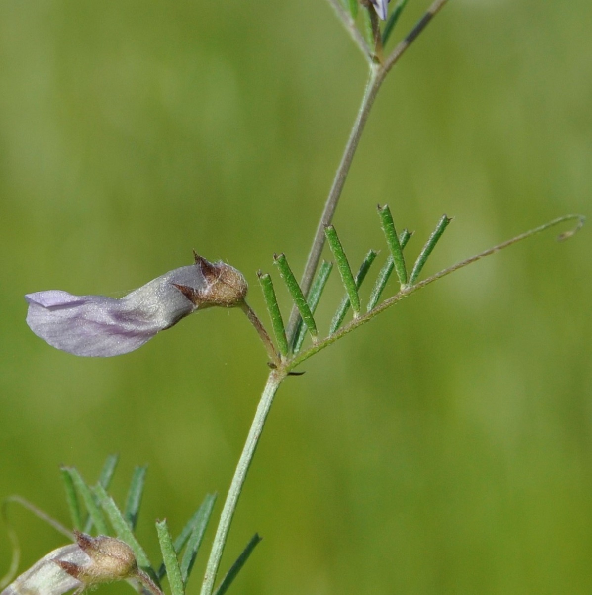 Изображение особи Vicia peregrina.