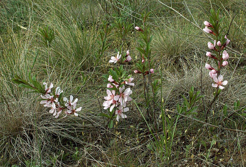 Image of Amygdalus nana specimen.