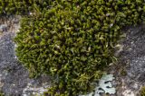 Grimmia muehlenbeckii