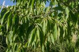 Celtis australis. Часть ветви. Краснодарский край, МО город-курорт Сочи, Адлерский р-н, м-н Адлер, междуречье р. Мзымта и р. Псоу, Имеретинская низменность, Орнитологический парк. 9 октября 2019 г.