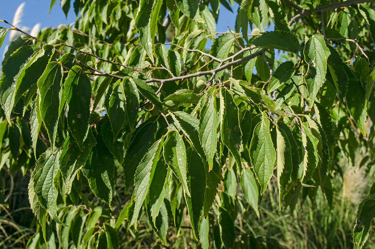 Изображение особи Celtis australis.