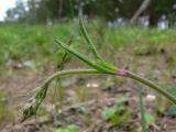 Silene nutans