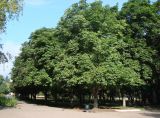 Aesculus hippocastanum. Плодоносящие деревья. Самара, Ботанический сад СамГУ. 05.08.2008.