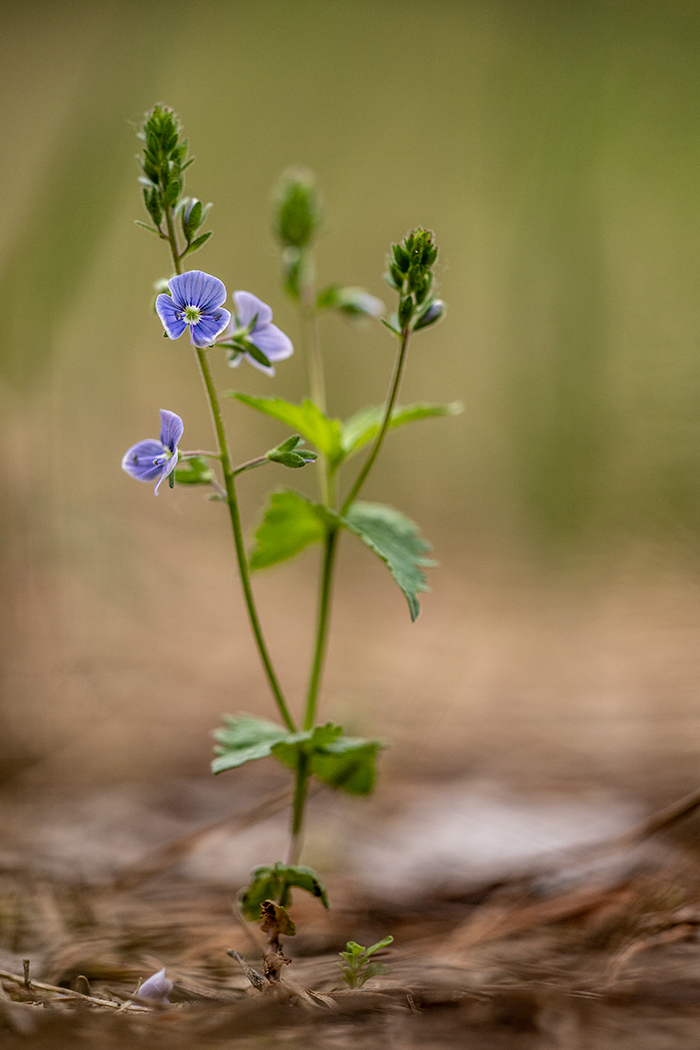 Image of Veronica chamaedrys specimen.