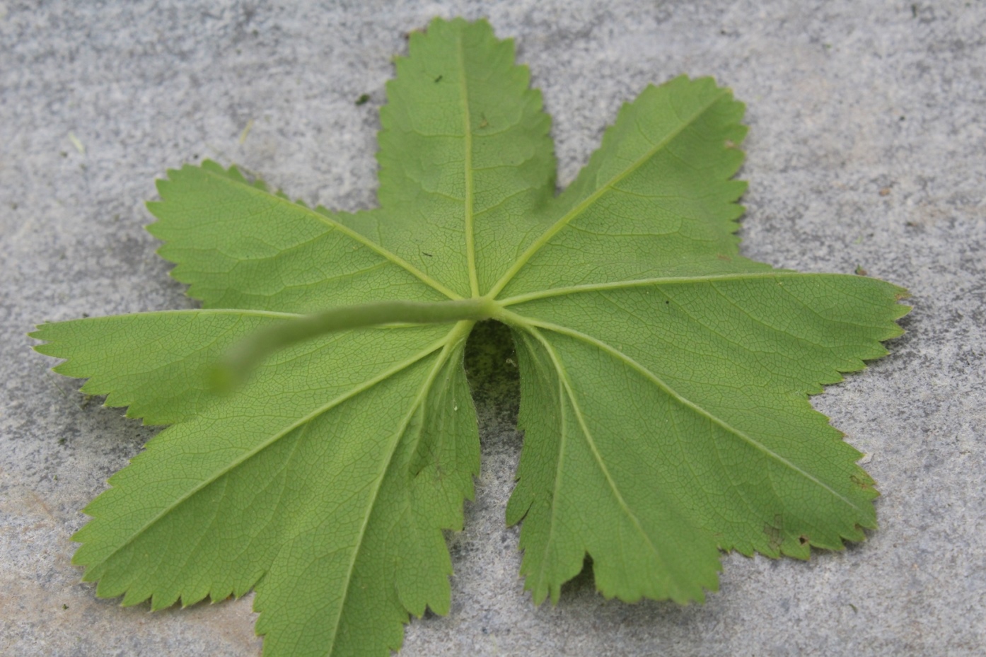 Изображение особи Alchemilla baltica.